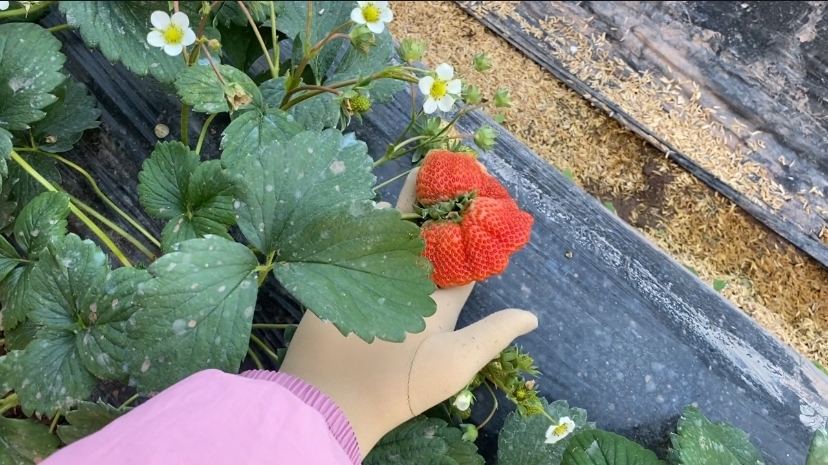 继爱姬老前辈后。咱们也穿着zentai全包去草莓采摘园了~走另类的路线，展示个人的风采，不为别人的言论和目光所活