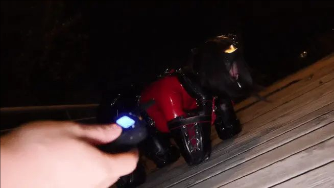 野外胶衣电击项圈训狗在关禁闭一天后，狗狗已经带锁10天了，不可能擅自发泄，为了能释放自己获取钥匙，只能完成我给他的任务，在公园被遛狗！周围还经常路过人，拉了一个路人过来牵着绳子玩。野外胶衣电击项圈训狗