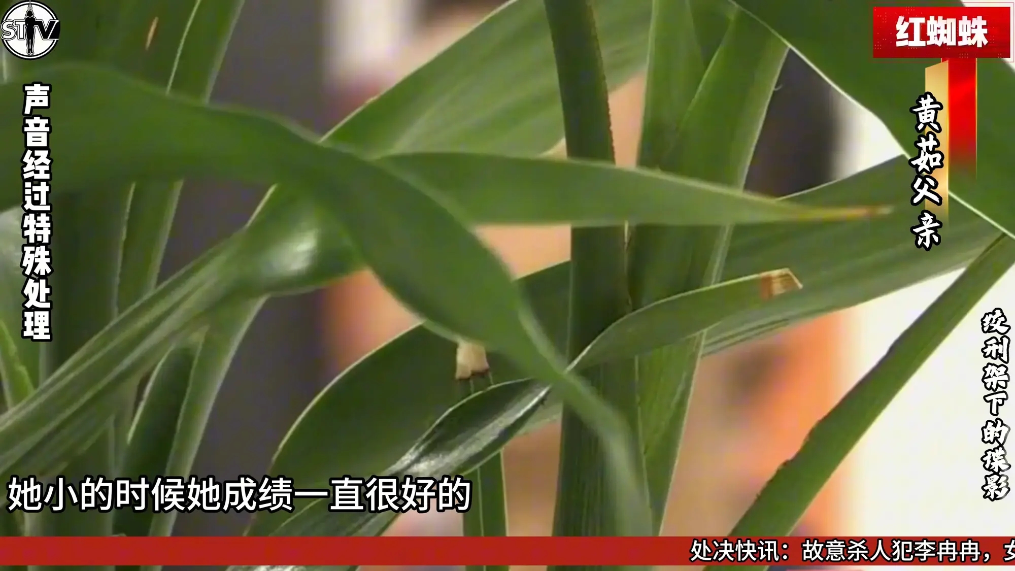 【玄武orz 】【2026开年剧情大作】斯特兰奇法制电视台《红蜘蛛》第一集——绞刑架下的谍影 【玄武orz 】【2026开年剧情大作】斯特兰奇法制电视台《红蜘蛛》第一集——绞刑架下的谍影