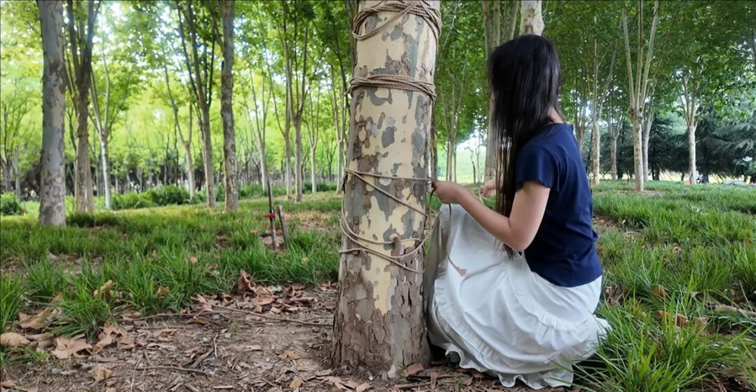 绳树之恋 户外